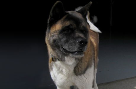 Akita