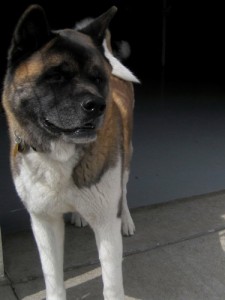 Private in-home Behavioral Consulting & Training. Akita