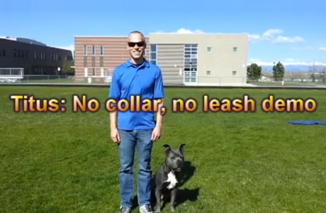 Titus - no collar, no leash demo